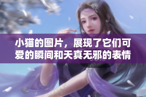 小猫的图片，展现了它们可爱的瞬间和天真无邪的表情